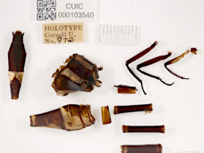 lateral view of adult Chlorogomphus infuscatusNeedham, 1930