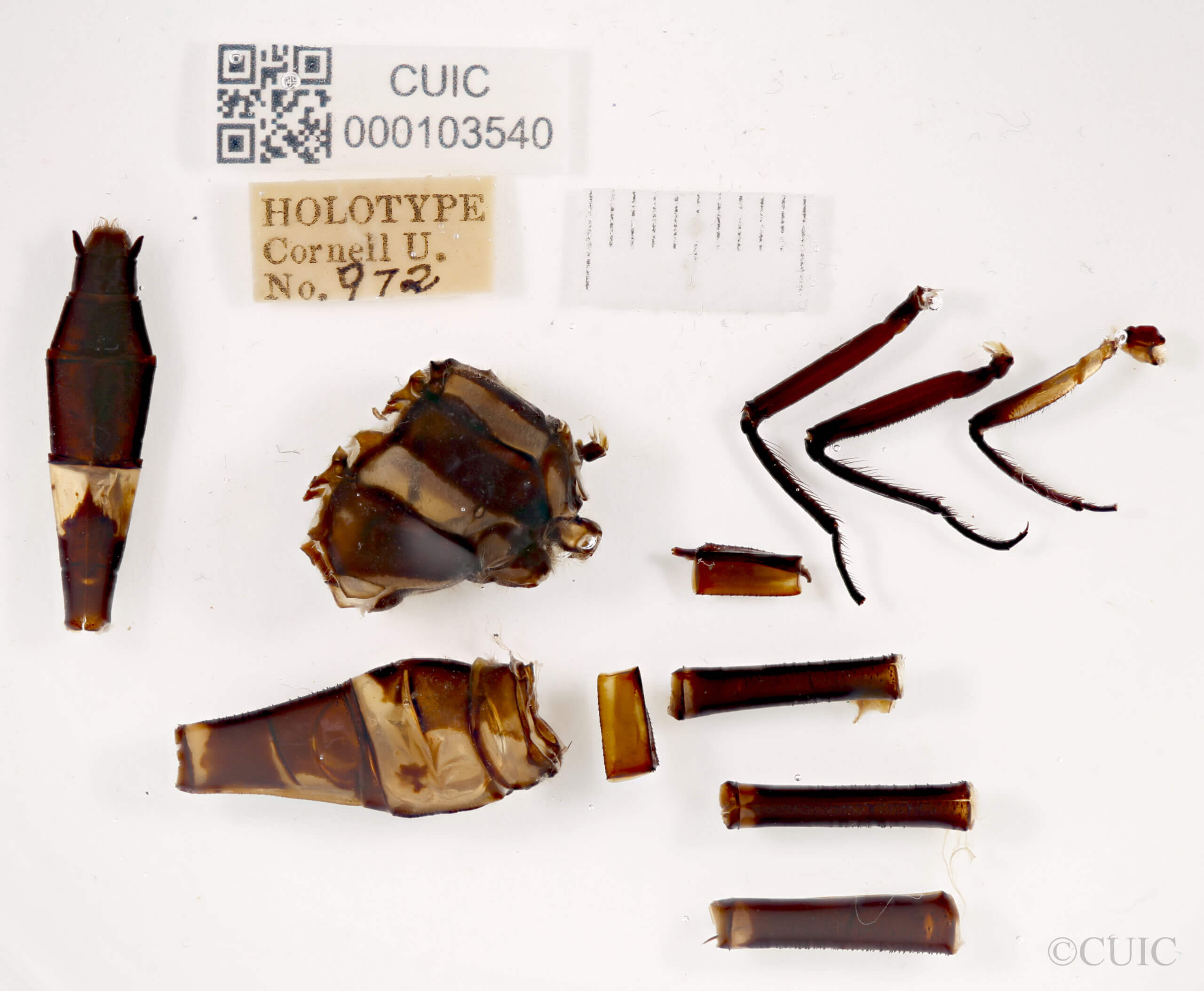 lateral view of adult Chlorogomphus infuscatusNeedham, 1930