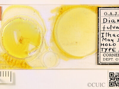 slide / label view of adult Sympotthastia fulvaJohannsen, 1921 in CUIC Holotype Slides