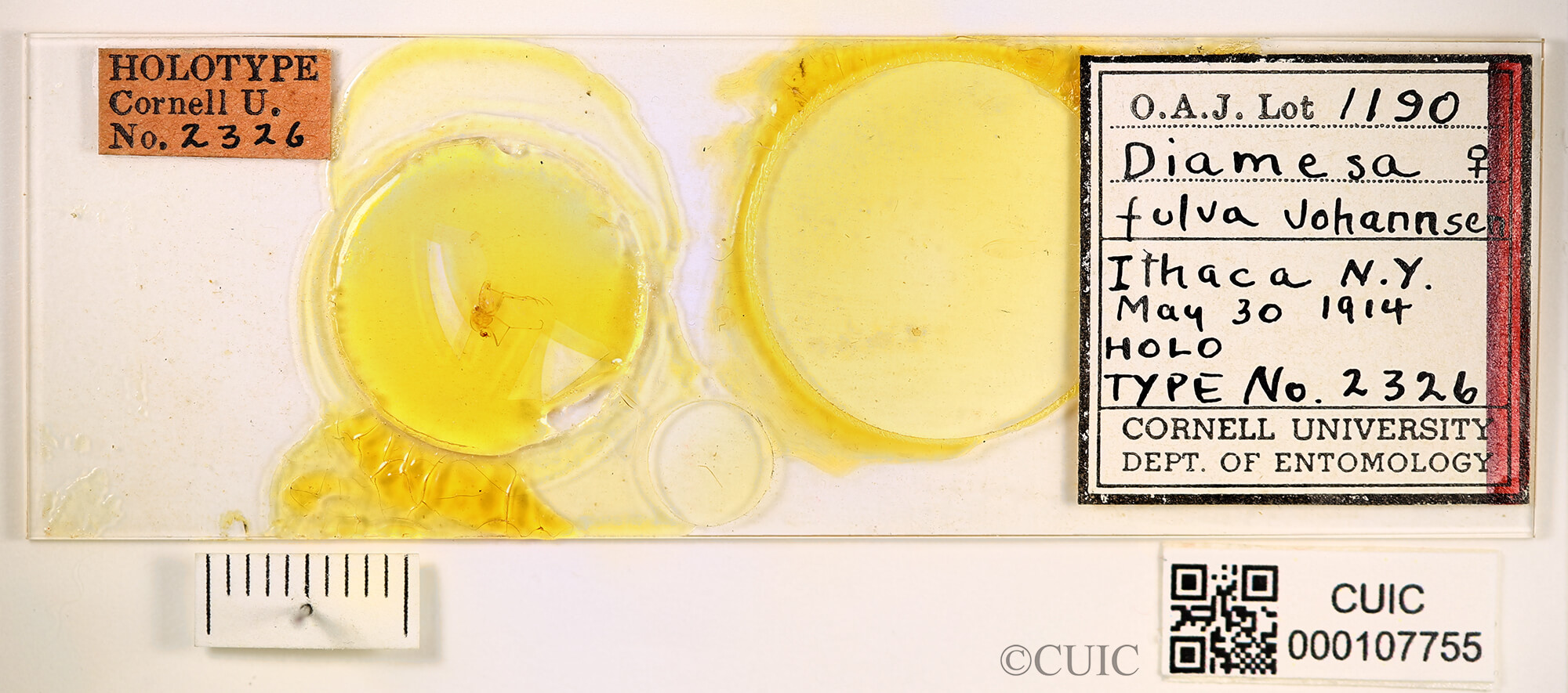 slide / label view of adult Sympotthastia fulvaJohannsen, 1921 in CUIC Holotype Slides