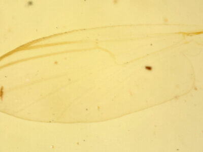 slide view of adult Sympotthastia fulvaJohannsen, 1921