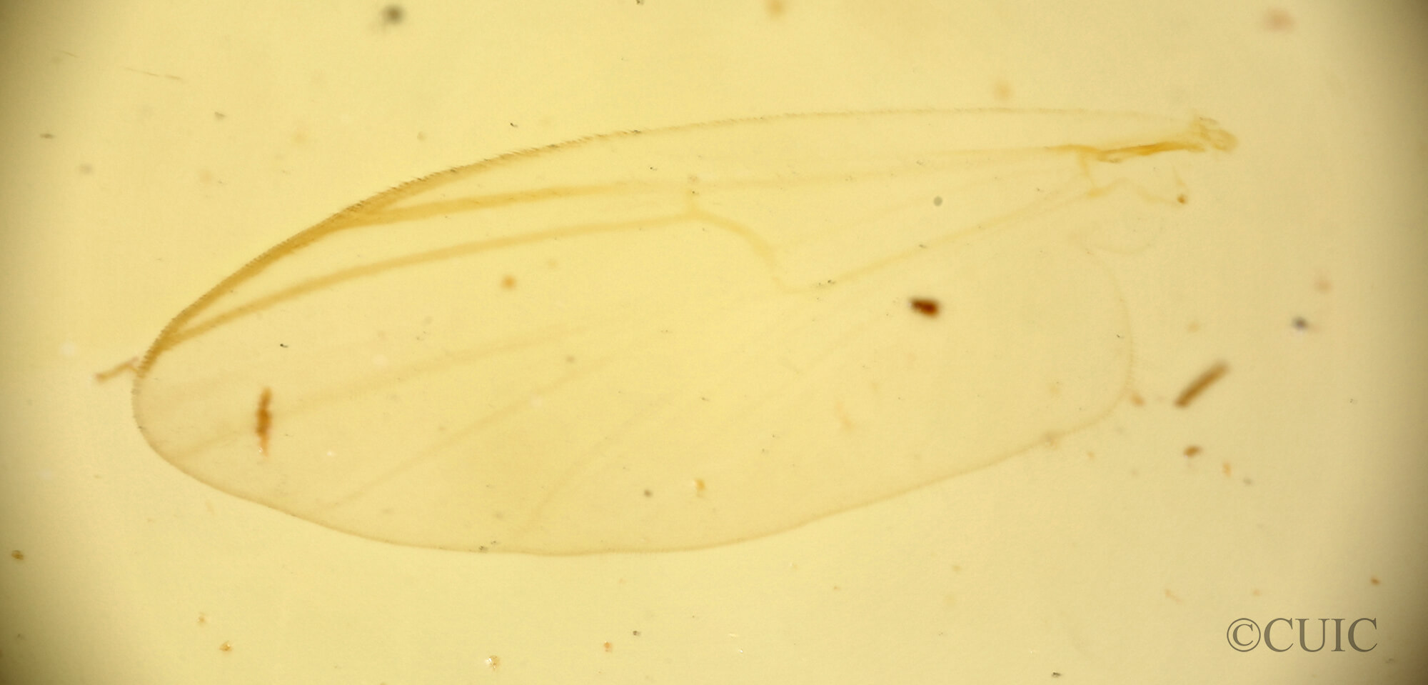 slide view of adult Sympotthastia fulvaJohannsen, 1921