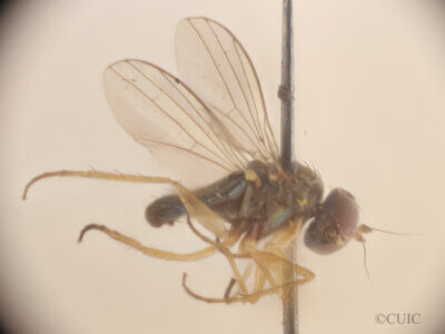 lateral view of adult Chrysotus picticornis in Butalcura, Chiloe, Id. Chile; 4-5 April 1920