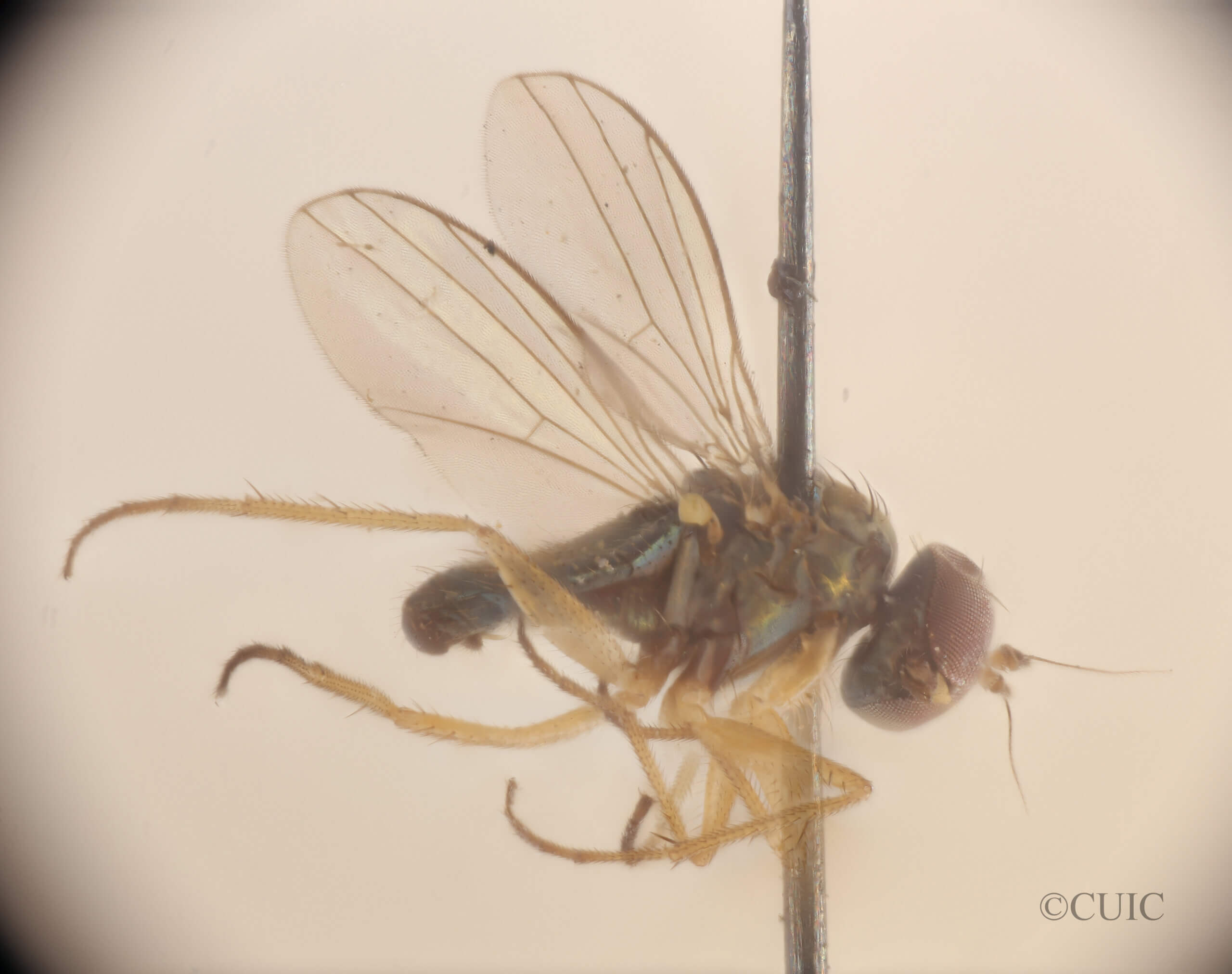 lateral view of adult Chrysotus picticornis in Butalcura, Chiloe, Id. Chile; 4-5 April 1920