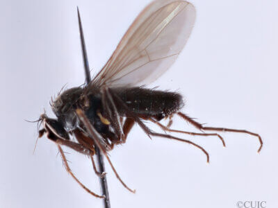 lateral view of adult (undetermined) in Osorno, Chile 1 April 1920