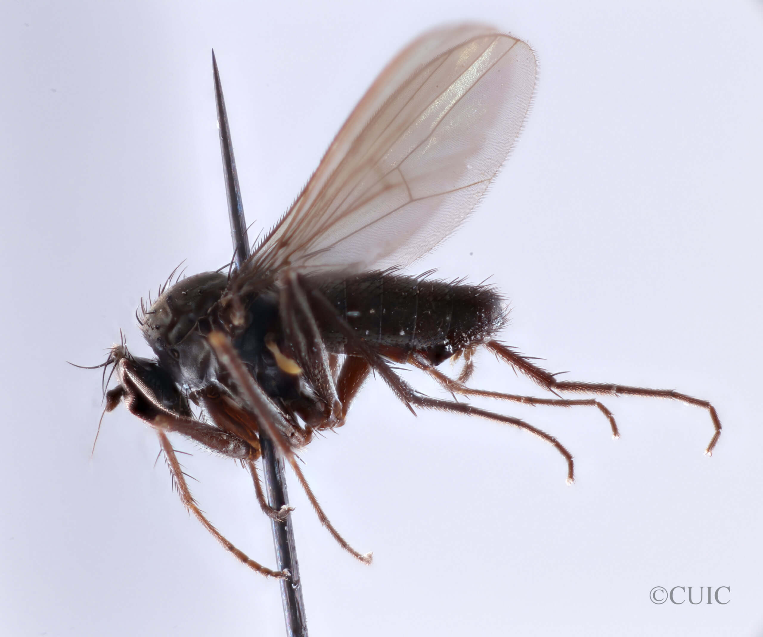 lateral view of adult (undetermined) in Osorno, Chile 1 April 1920
