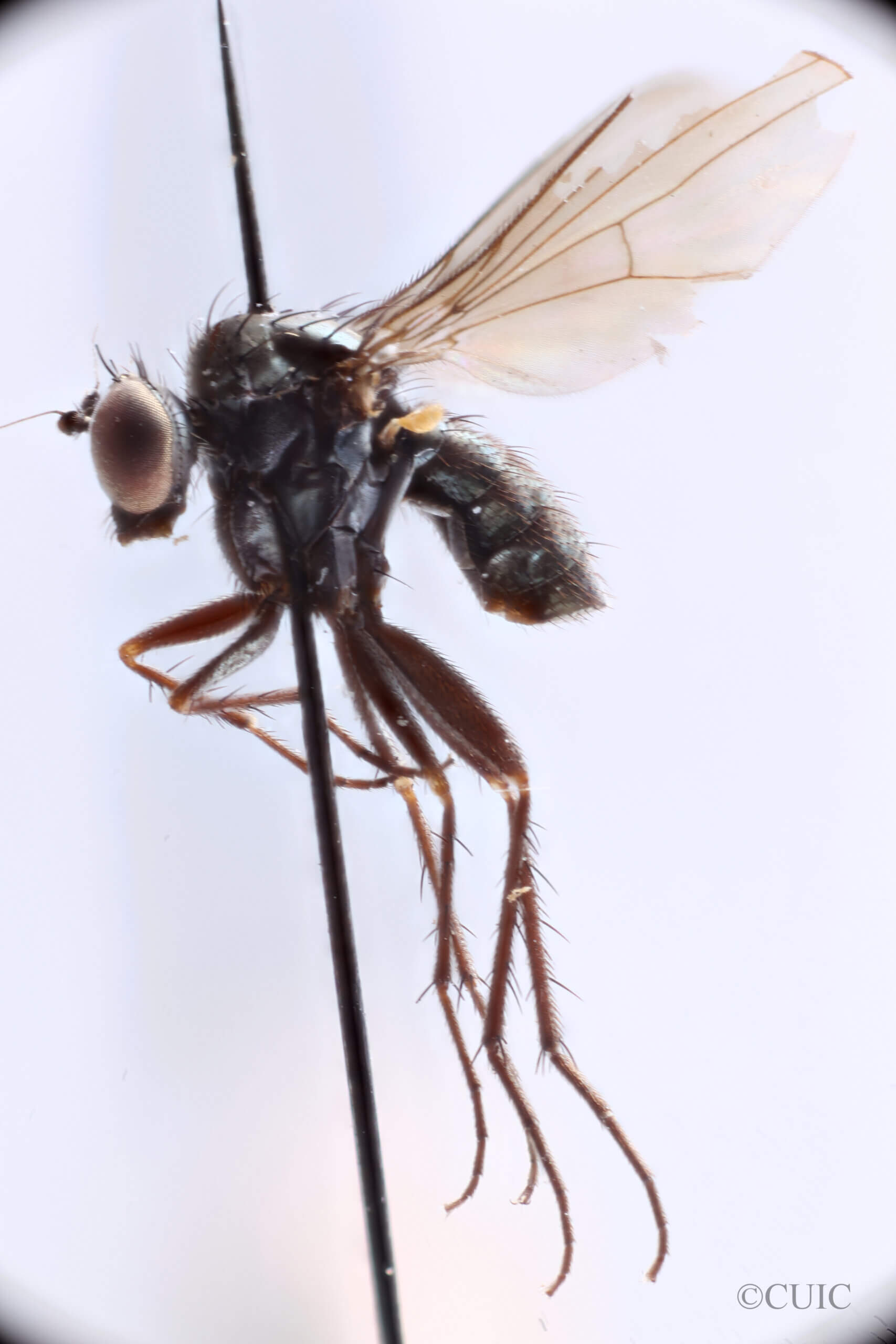 lateral view of adult (undetermined) in Osorno, Chile 1 April 1920